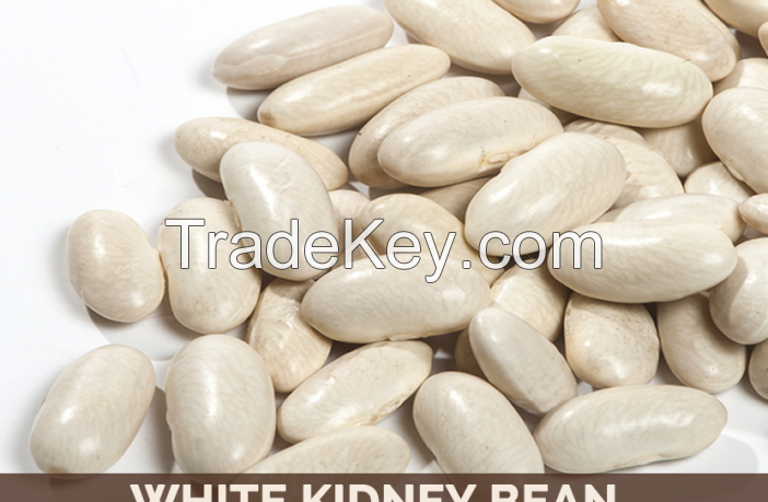 white and red kidney beans