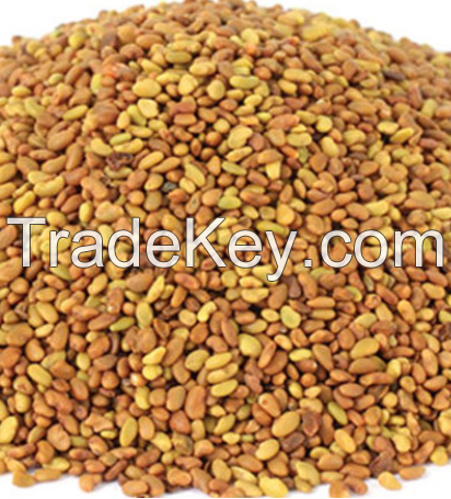 High Quality Alfalfa seeds