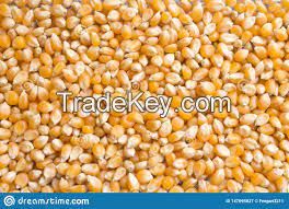 DRY CORN/MAIZE