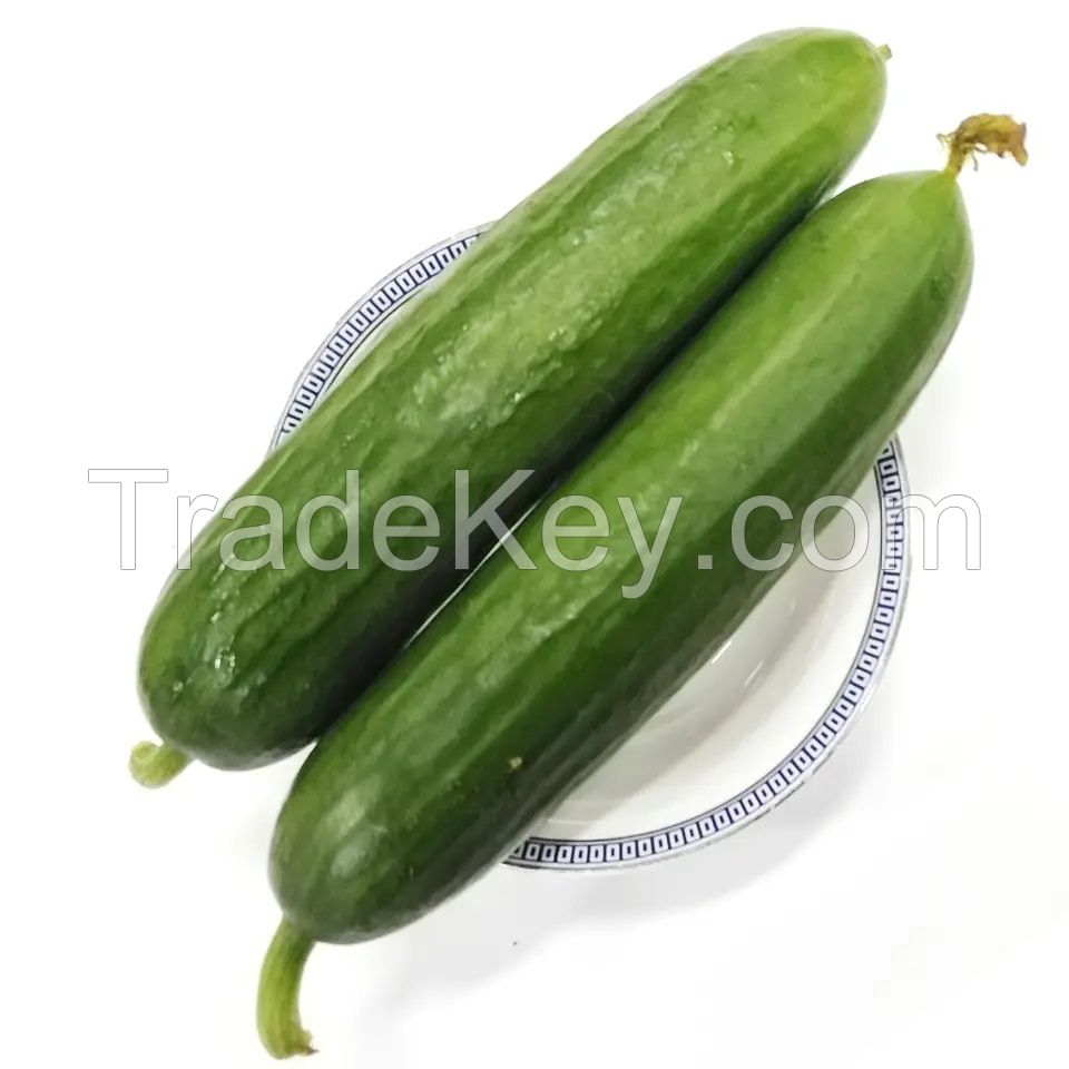 Export Organic Vegetables High quality Organic Fresh Cucumber