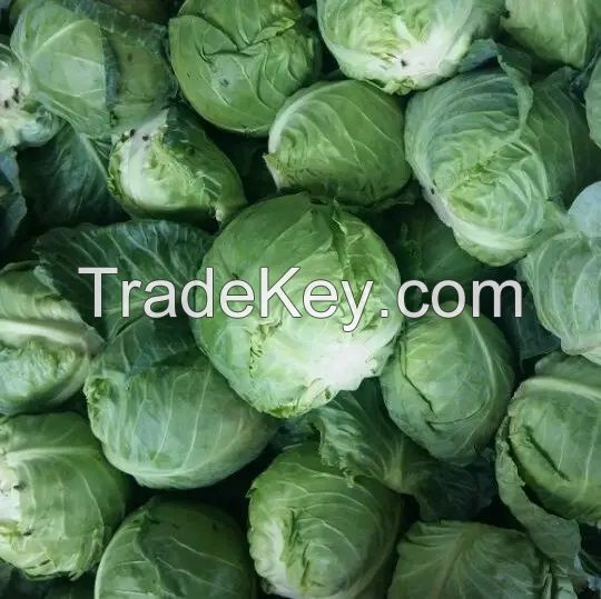 Fresh Cabbages-Fresh round cabbages-Fresh Frozen cabbages