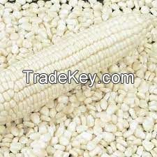 White Corn For sale