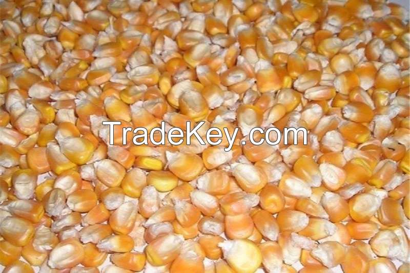 White Corn For sale