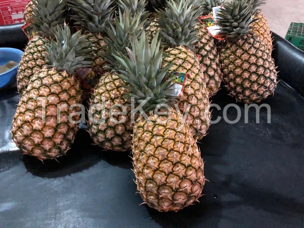 Fresh Pineapple