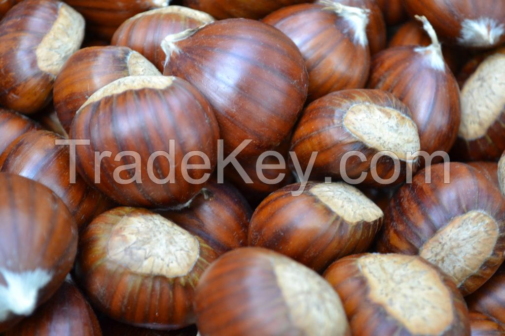 Fresh new chest nuts for sale with low price buy bulk horse chestnuts