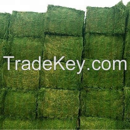 Sell Offer Alfalfa Hay