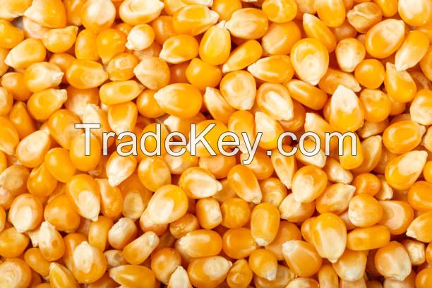 yellow corn