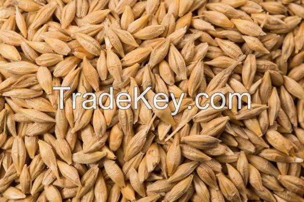 Barley