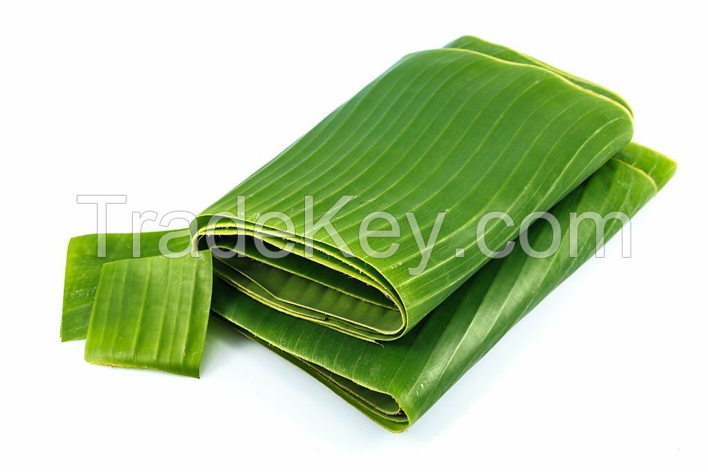 Banana Leaves Premium Quality