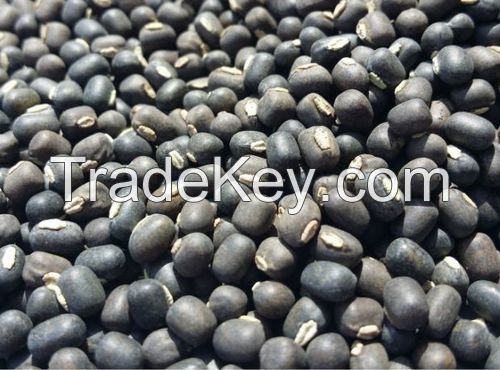 Black Matpe Beans