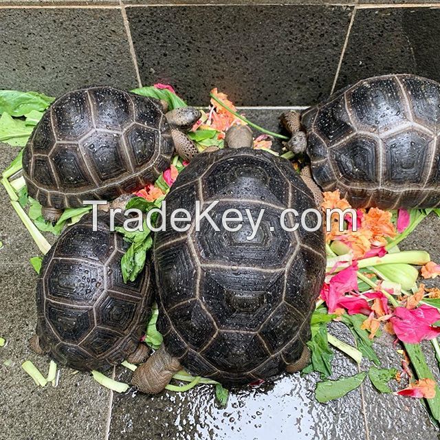 Cheap Baby Radiated tortoise for sale Pet food