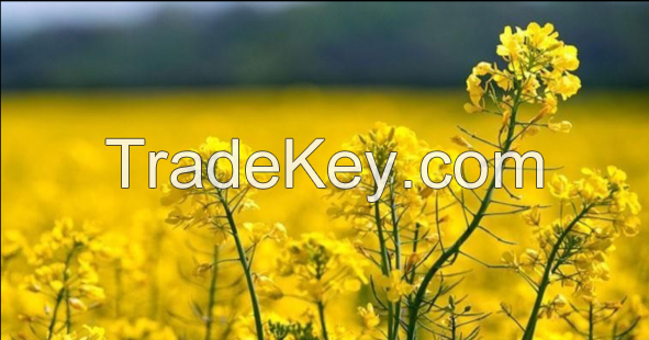 rapeseed