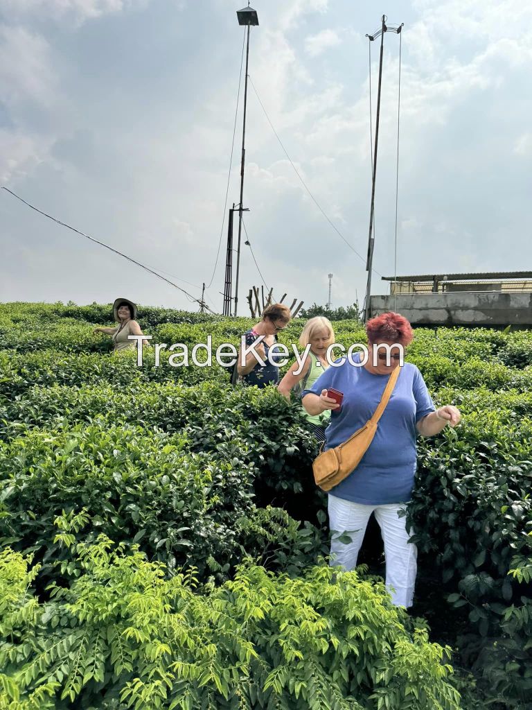 Organic green tea and organic tea, Slimming tea  ingredients from Vietnam's oldest tea region