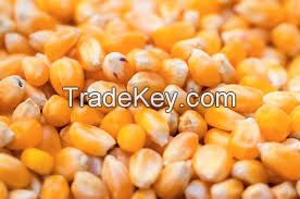 Yellow Corn & White Corn/Maize for Human & Animal Feed