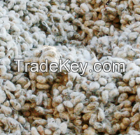 Top Quality Cotton seeds