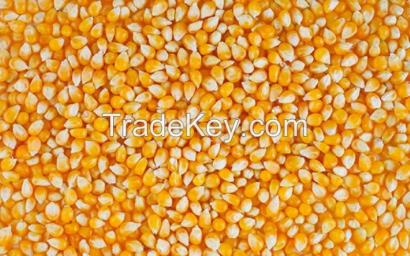 Yellow Corn /Maize