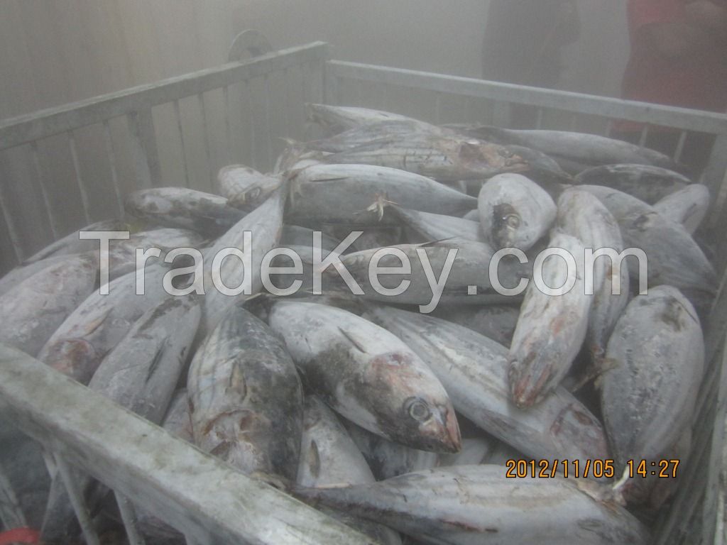 Frozen Yellowfin Tuna