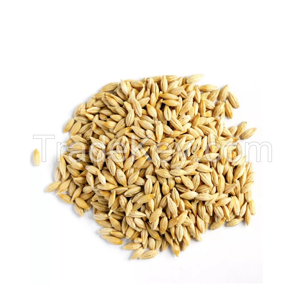 Best quality barley grain for malt, malted feed and malted animal feed