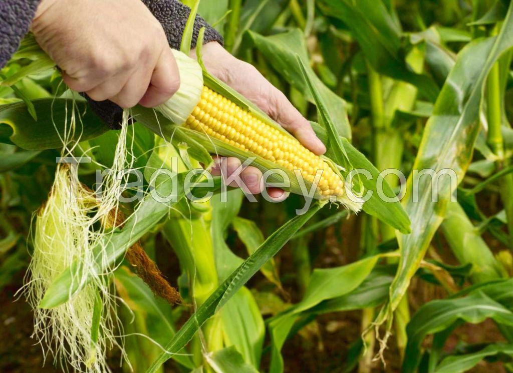 Yellow and White Corn