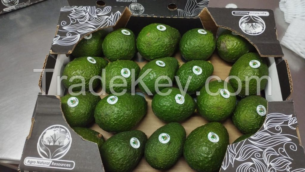 SELL FRUITS EXOTICS .... AVOCADO - LULO - PEPINO MELON - ORIGIN ECUADOR