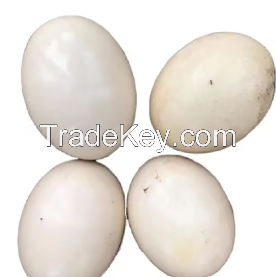 Best Quality Fresh Brown Table Chicken Eggs