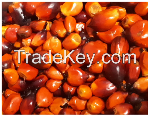 High Quality Palm Kernel Shell Nuts At Moderate Price