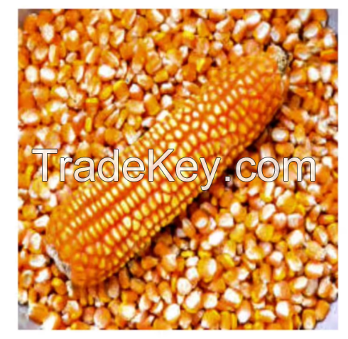 Dry Yellow Corn For Animal Feed Wholesale