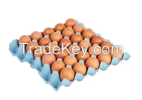 Buy fresh white chicken eggs in cheap price