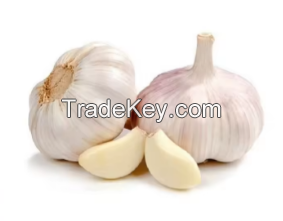 white and pure white bulk garlic for sale