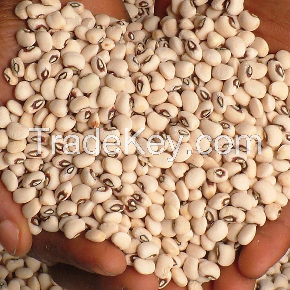 Pure natural organic Black Eye cowpea vigna beans