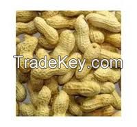 Top Quality Peanuts In Shell