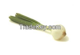 Spring Onion