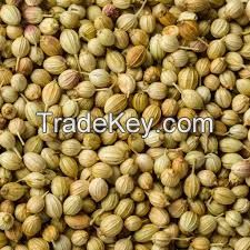 High quality Coriander seeds