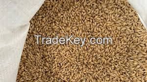 High Quality Barley