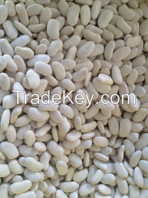 Outstanding white and red kidney beans