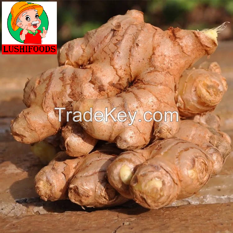 export fresh ginger/ginger powder/Chinese ginger