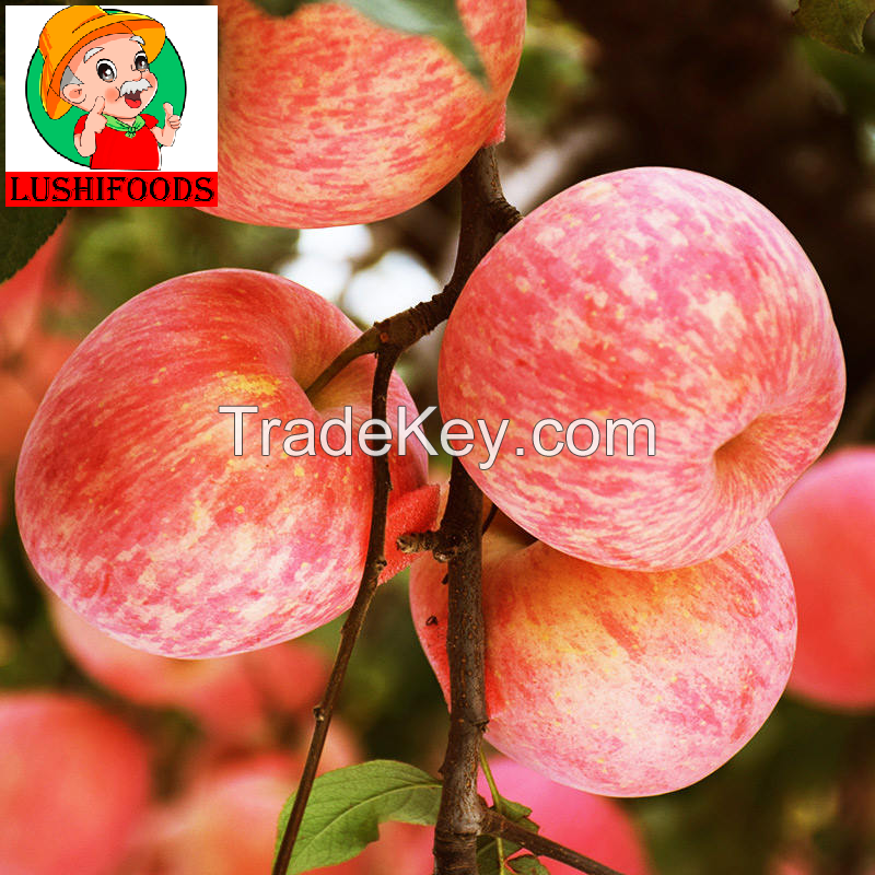 export fresh apple/dried apple/Chinesee apple