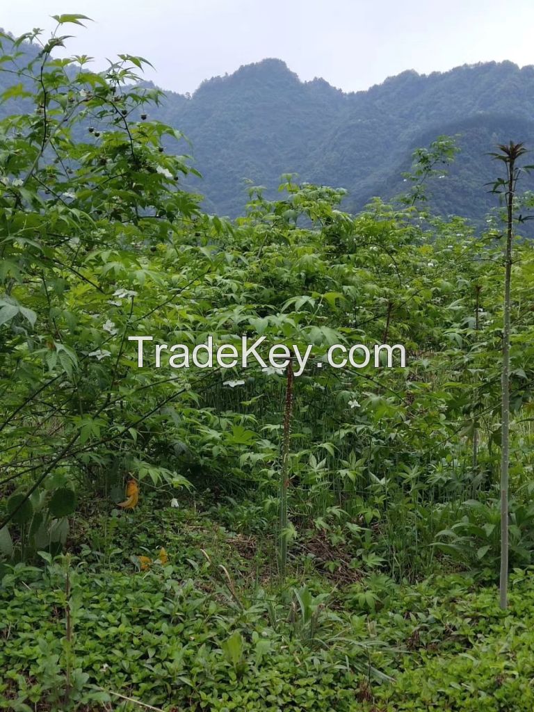 sweet tea Raspberry Leaf Tea Wholesale Raspberry Leaves Fu Pen Zi Ye Natural Sweetness Raw Leaf