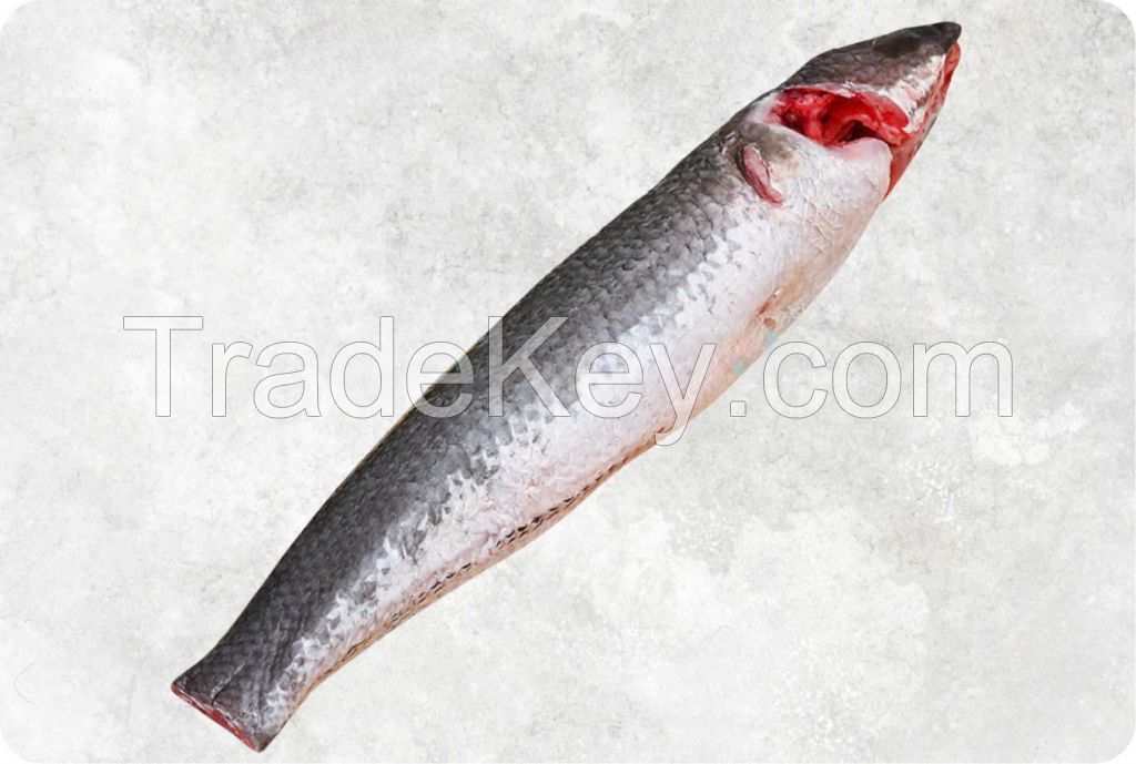 Vietnam Frozen Snakehead Fish Whole Round Clean Steak Fillet