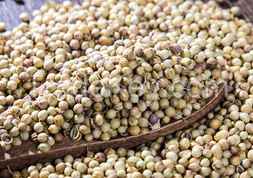 Coriander Seeds