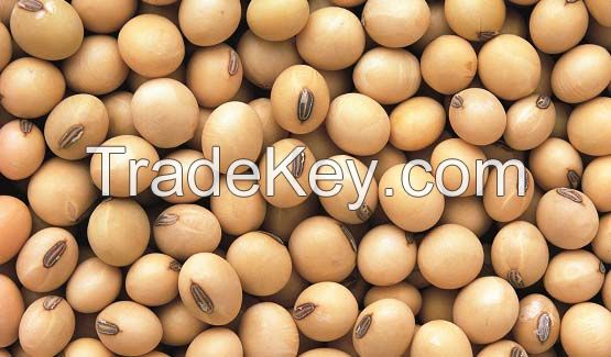 SOYBEANS SEEDS