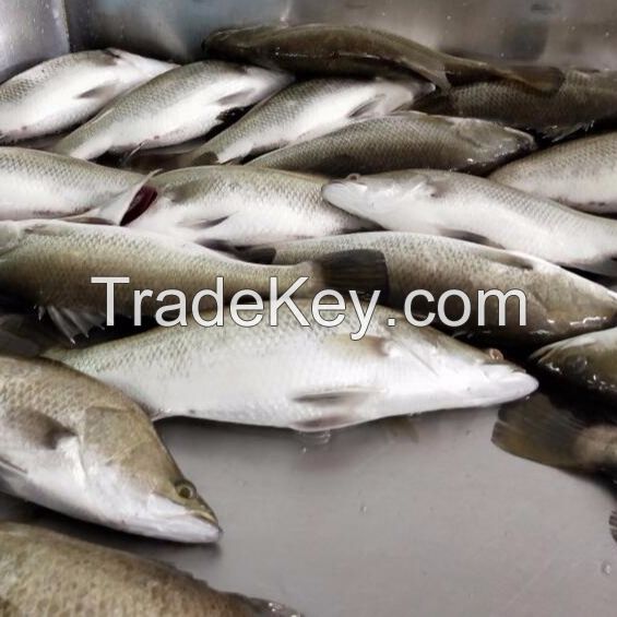 Frozen Fresh Barramundi Sea Food