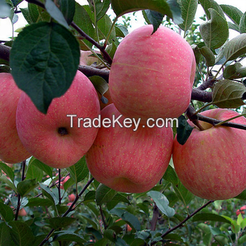 Fresh Fuji Apples