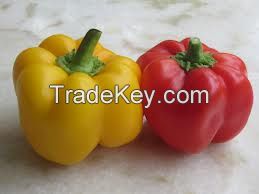 Capsicum