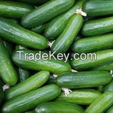 Fresh Cucumber