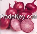 Onion