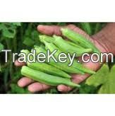 selling fresh okra fruit