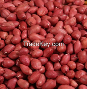 Red Skin Peanut