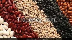 Kidney Beans