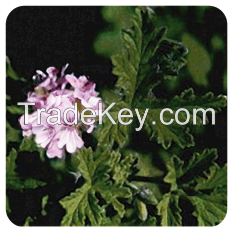 GERANIUM ESSENTIAL OIL